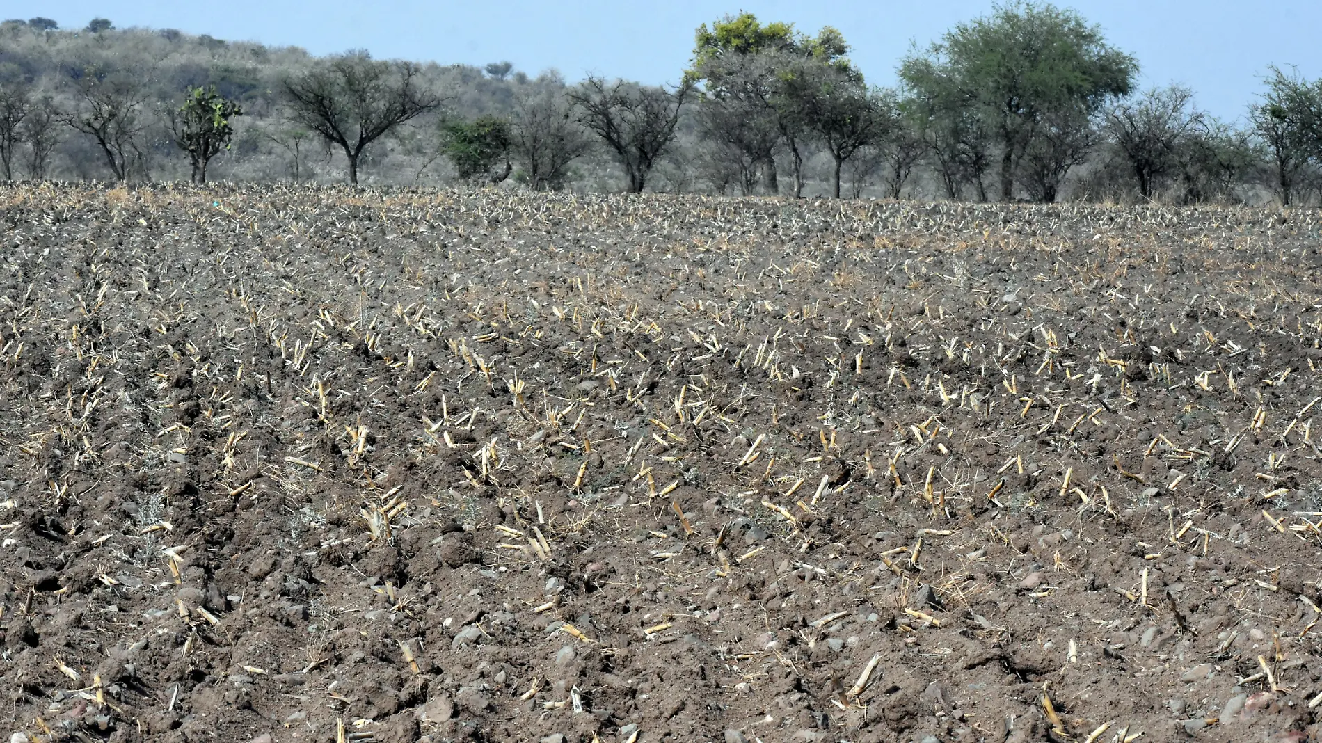 CAMPO JESUS GTZ EL SOL DE IRAPUATO (3)